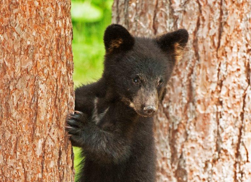 Lost cub - More tomorrow