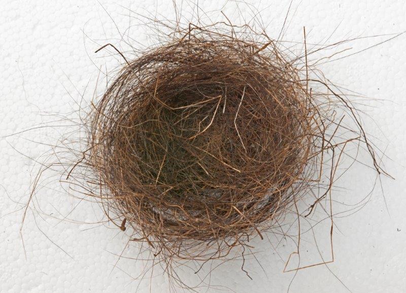 Bear hair in bird nest - June 21, 2015