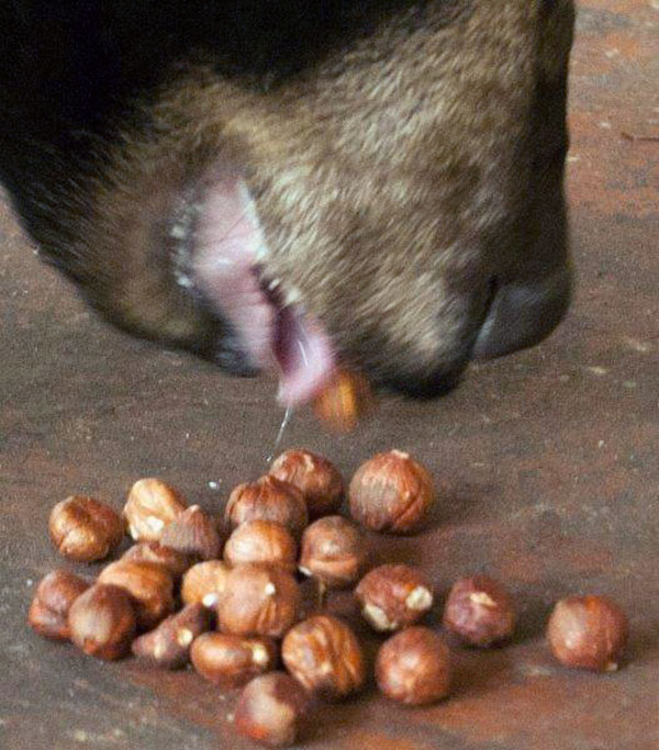 Lorie eating hazelnuts