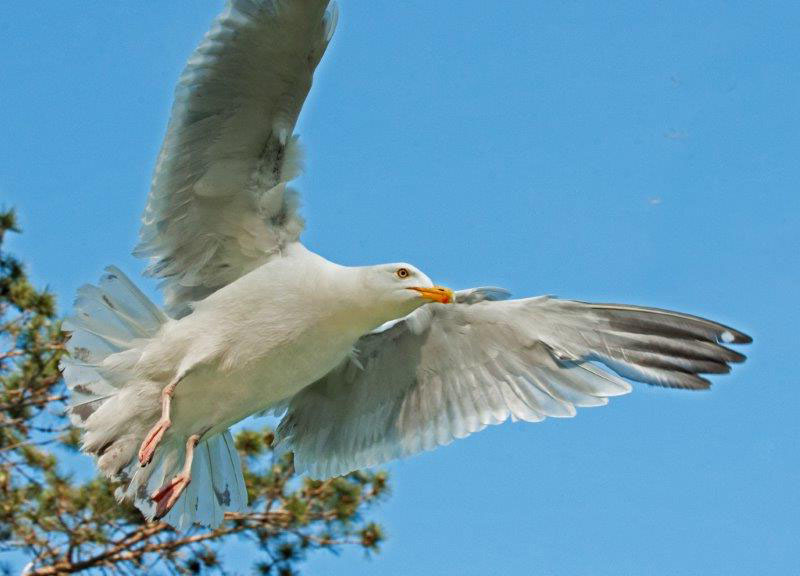 Herring Gull Flying