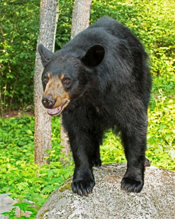 Lily the Black Bear