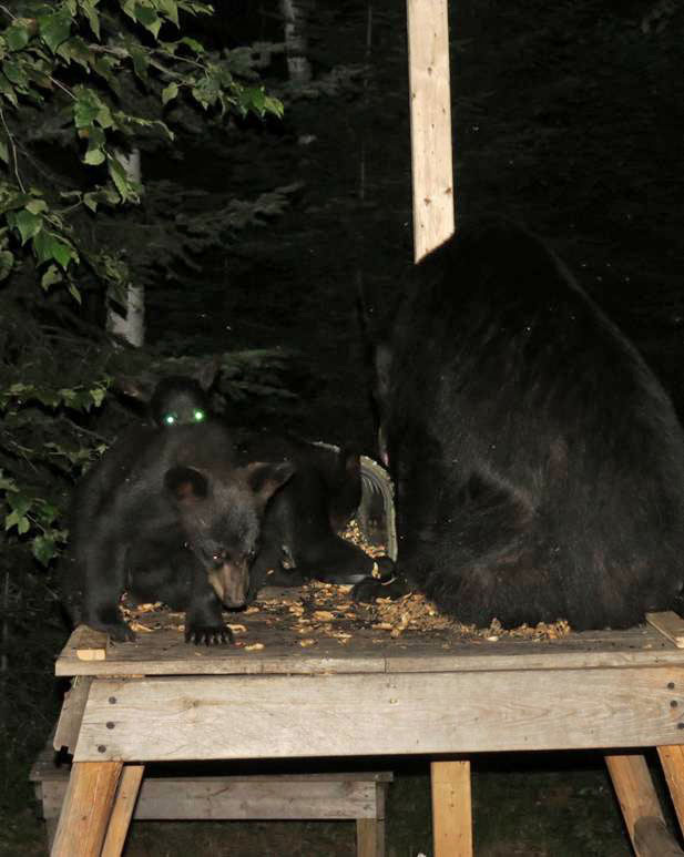 Lily and cubs at community feeder