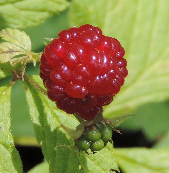 Raspberry - photo by Kathy