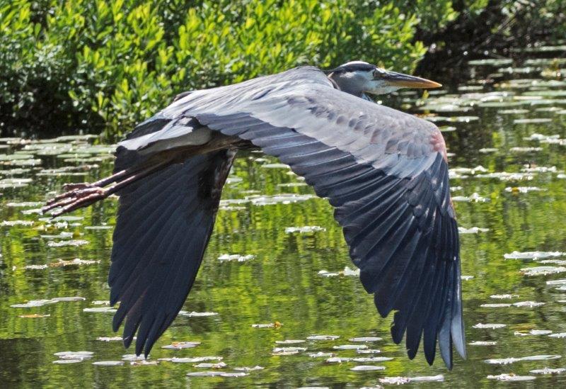 Great Blue Heron