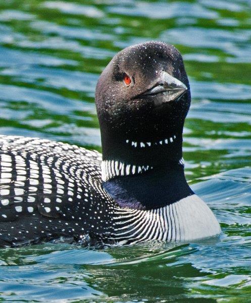 Loon face