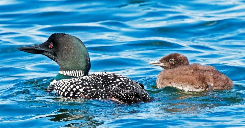 Loon and chick