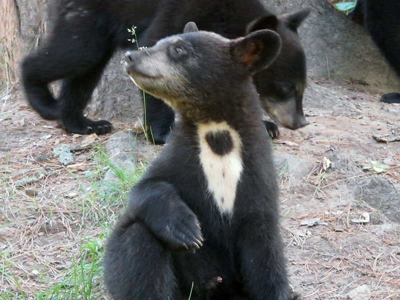 Shannon's male cub