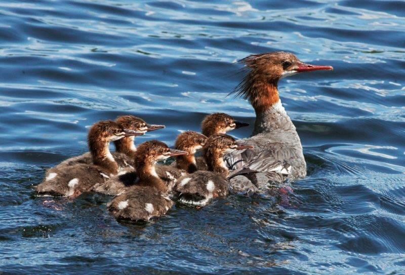 Common Merganser brood