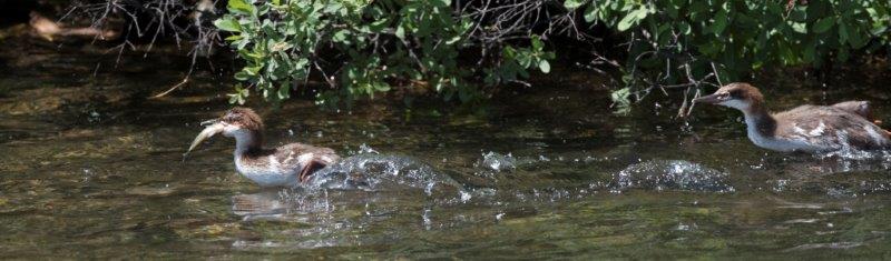 And the chase is on!