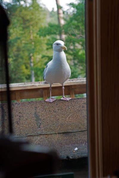 Herring Gull waiting