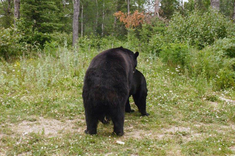 Somebody should tell Lucky mating season is over