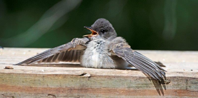 Young flycatcher cooling off