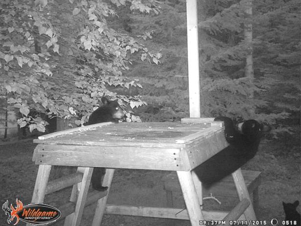 Lily's cubs - 7/11/15