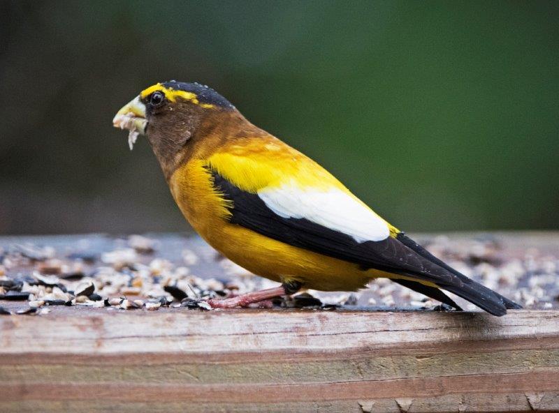 Evening Grosbeak