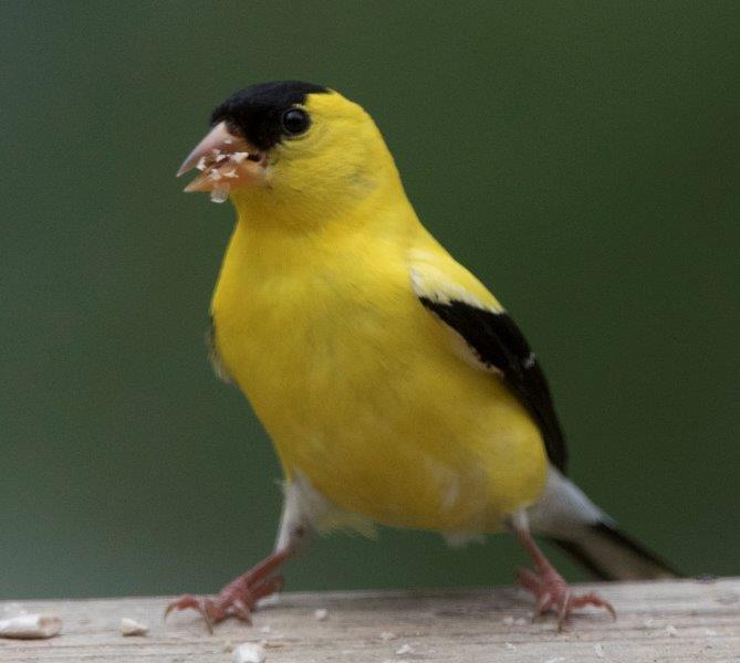 Goldfinch