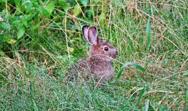 Snowshoe Hare