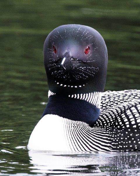 Loon Face