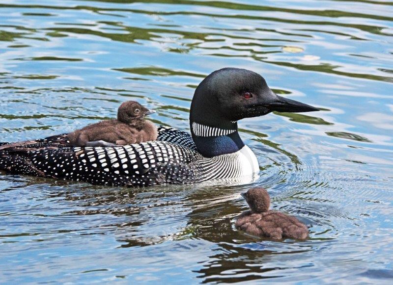 Loon with two chicks - 7/14/15