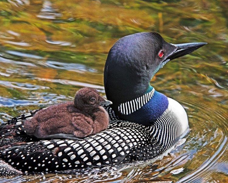 Loon and chick