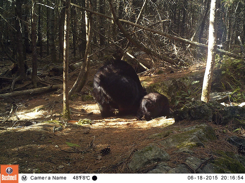 Lily and cub at rock den