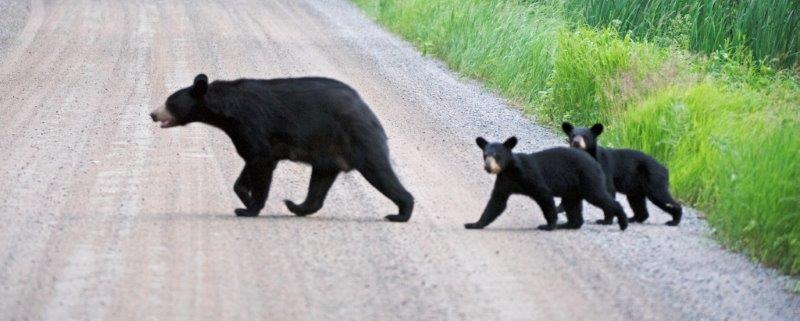 Lily and cubs crossing the road