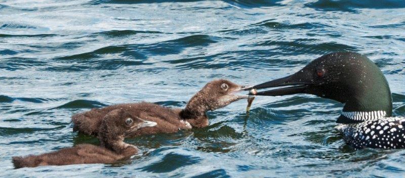 Loon feeding chick