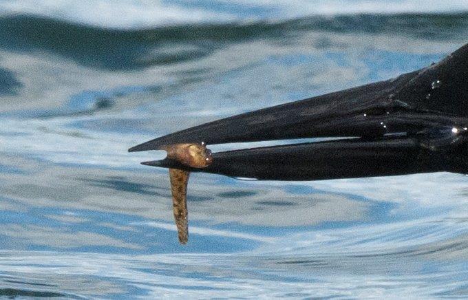 Loon food - what is it?