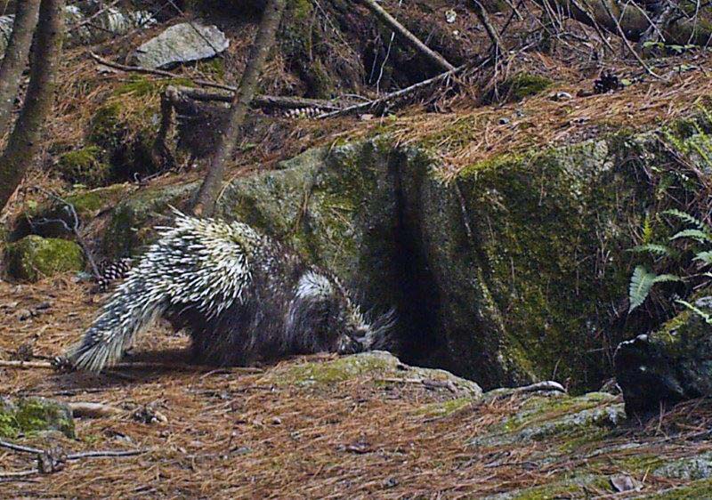 Porcupine looking into deep rock den