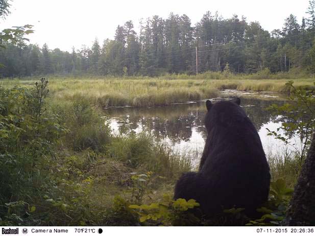 Bear on den cam from 7/11