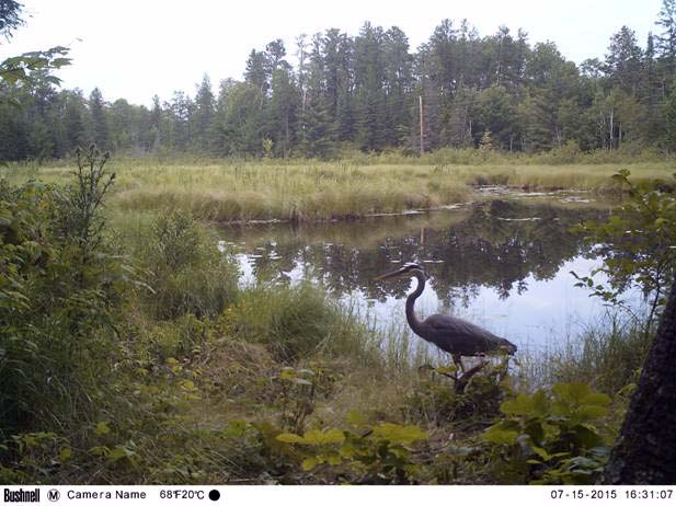 Heron on trail cam