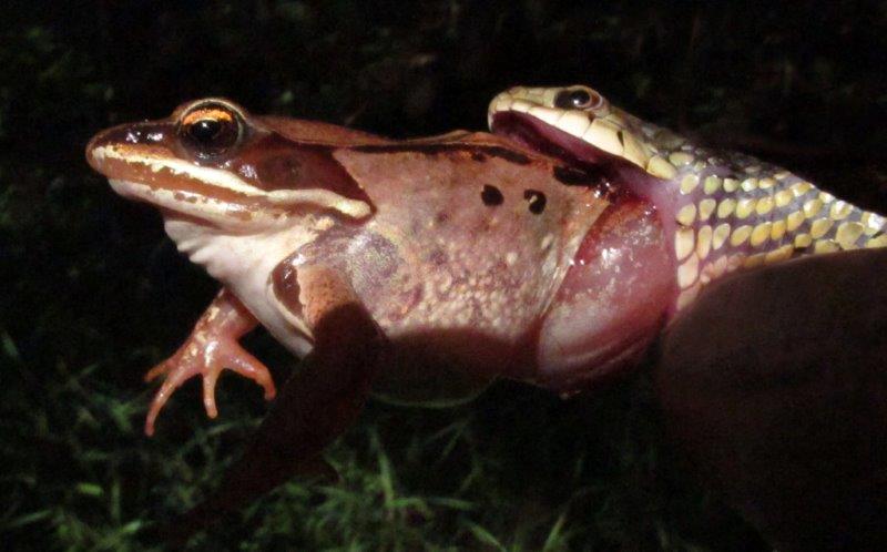 Garter snake eating a wood frog