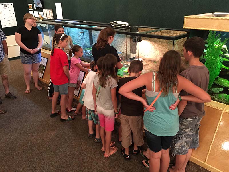 Terrarium feeding time - crickets on the menu