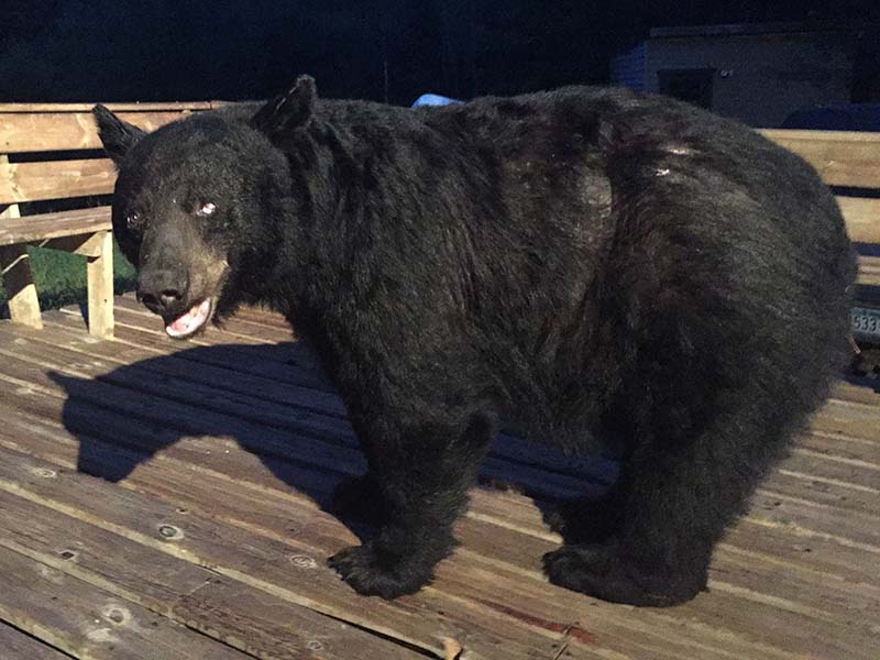 One-eyed Jack is BACK