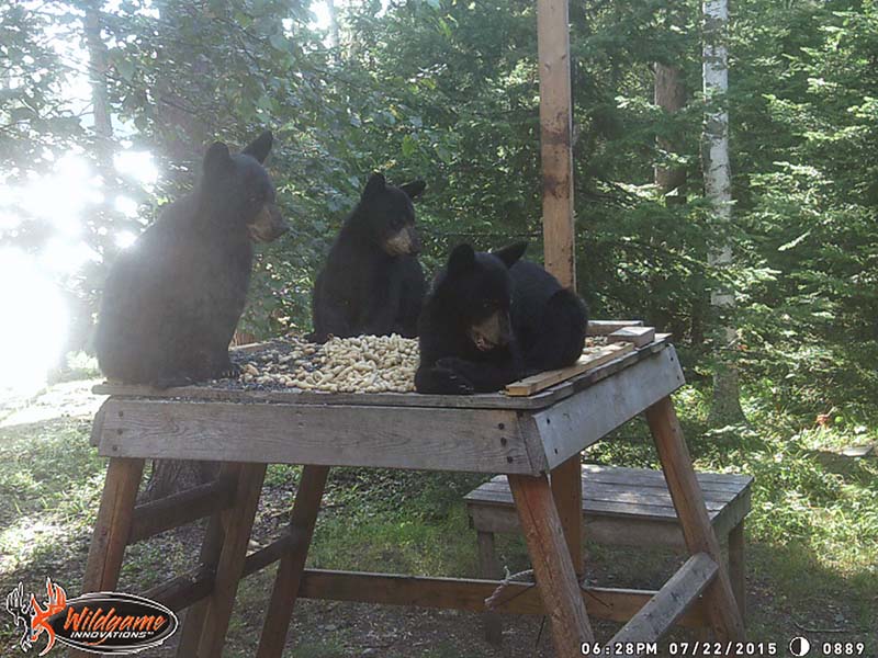 Lily's cubs - July 22, 2015