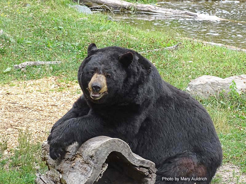 Ted at the log- July 24, 2015