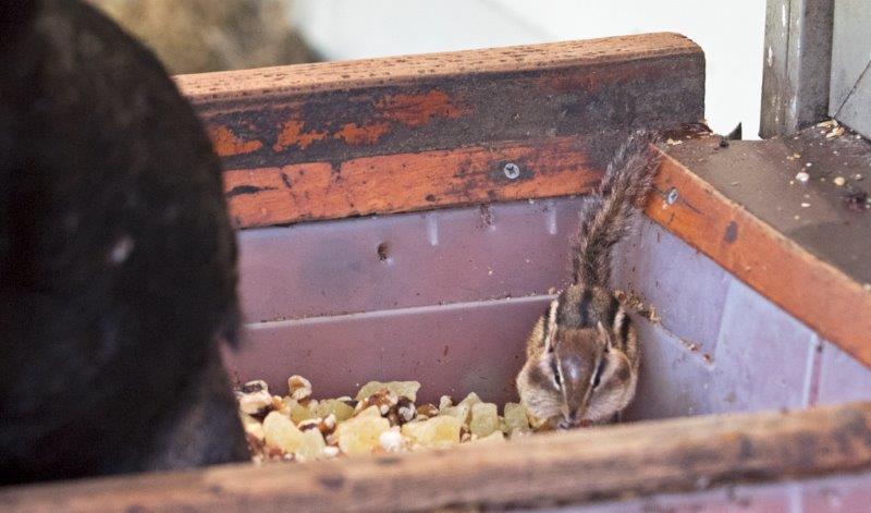 Guy and chipmunk