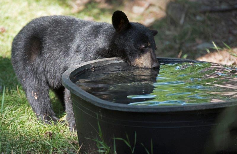 Lily's cub drinking