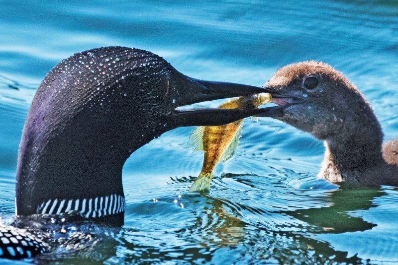 Loon feeding chick bluegill