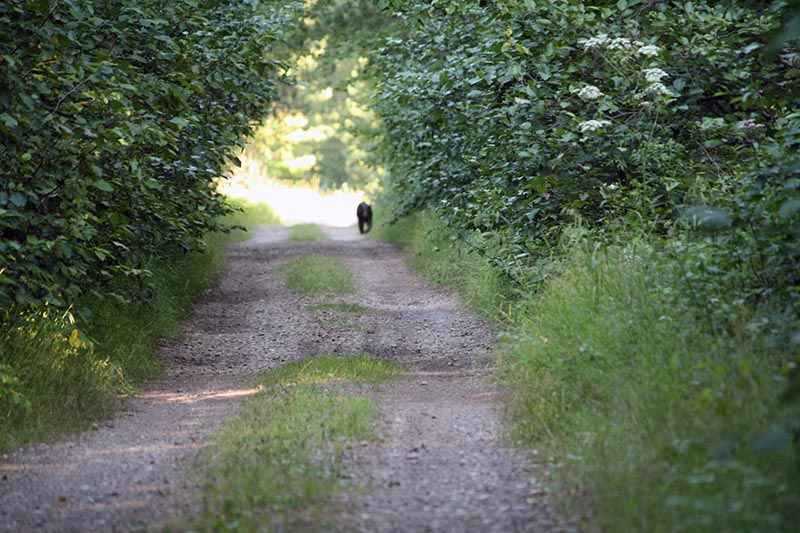 Bear walking up lane