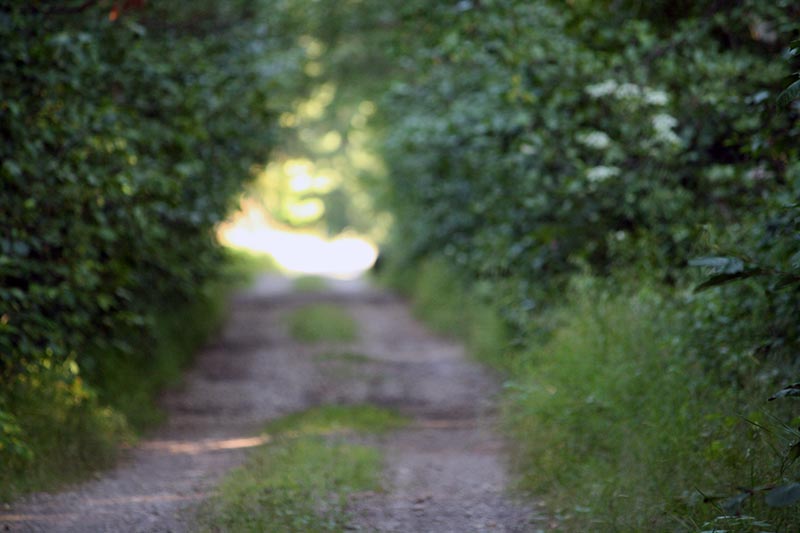 Suddenly the bear is gone