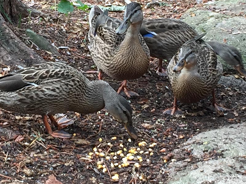 Ducks eating bear food