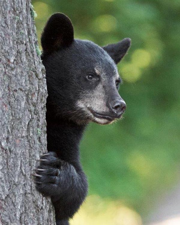 Braveheart's cub Porter