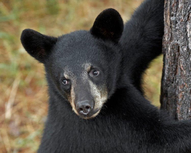 Porter - August 5, 2015