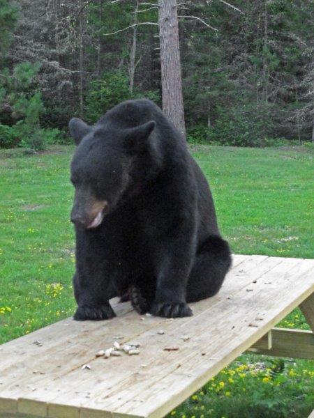 Male bear on picnic table