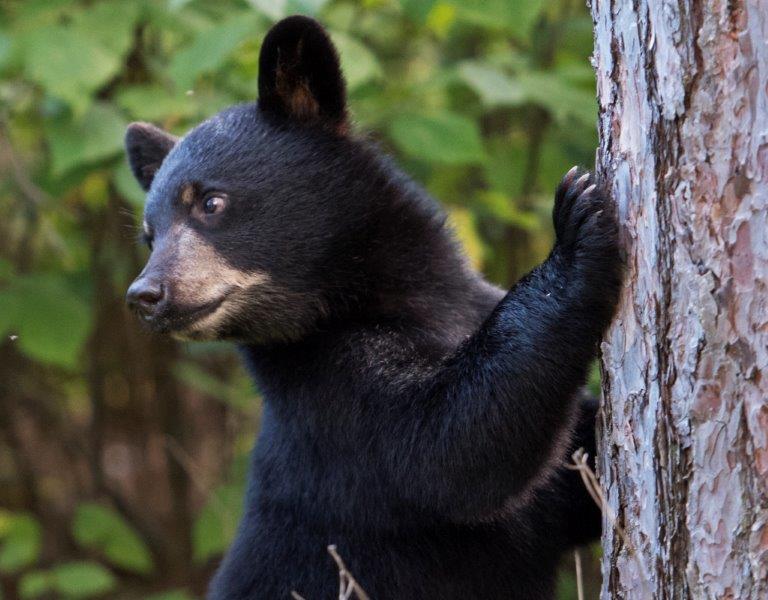 Faith's cub -  8/10/15