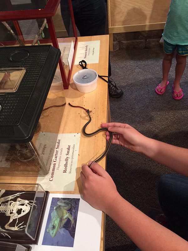 Garter snake eating night crawler