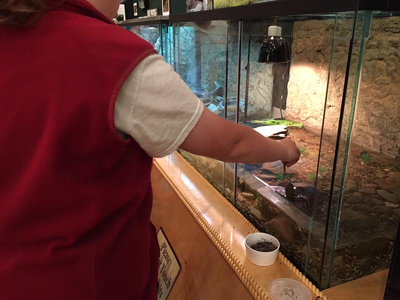 Feeding the turtle at the Northwoods Ecology Hall