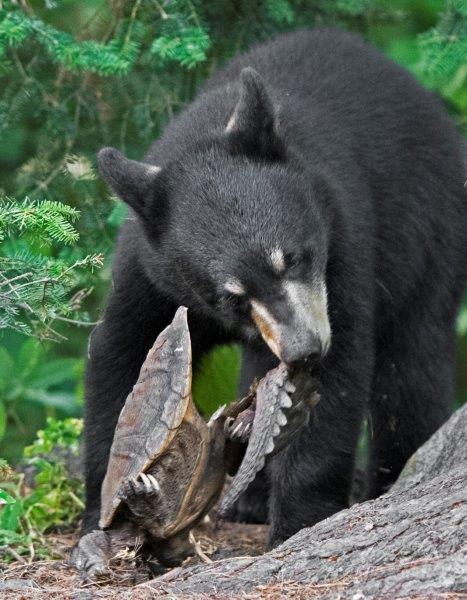Donna's cub with a turtle shell