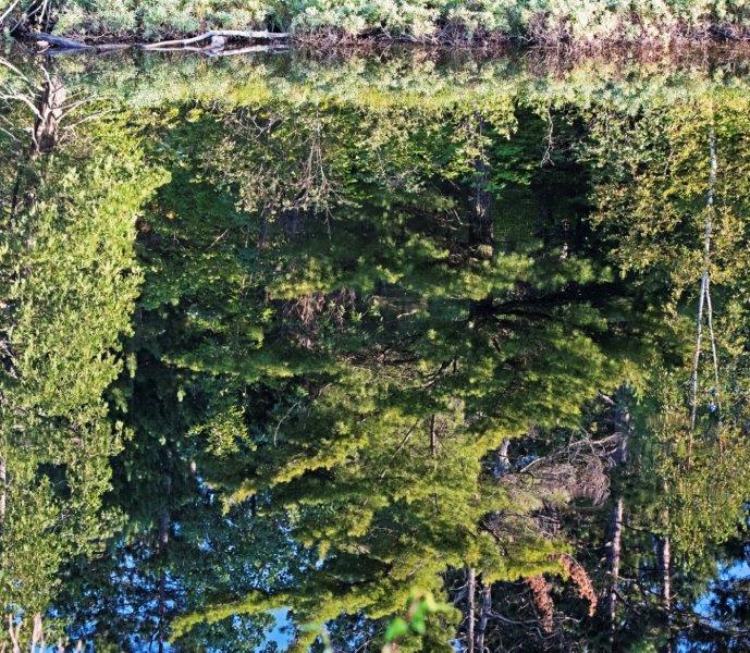 Trees reflected in lake