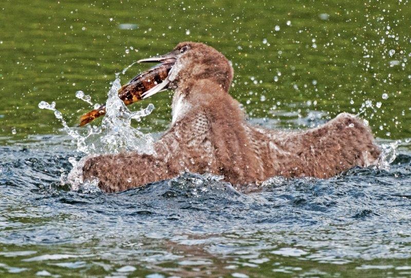 Loon chick and fish